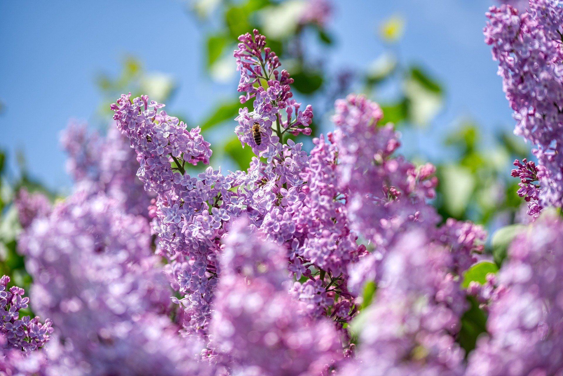 how to move your garden - splice lilac shoots