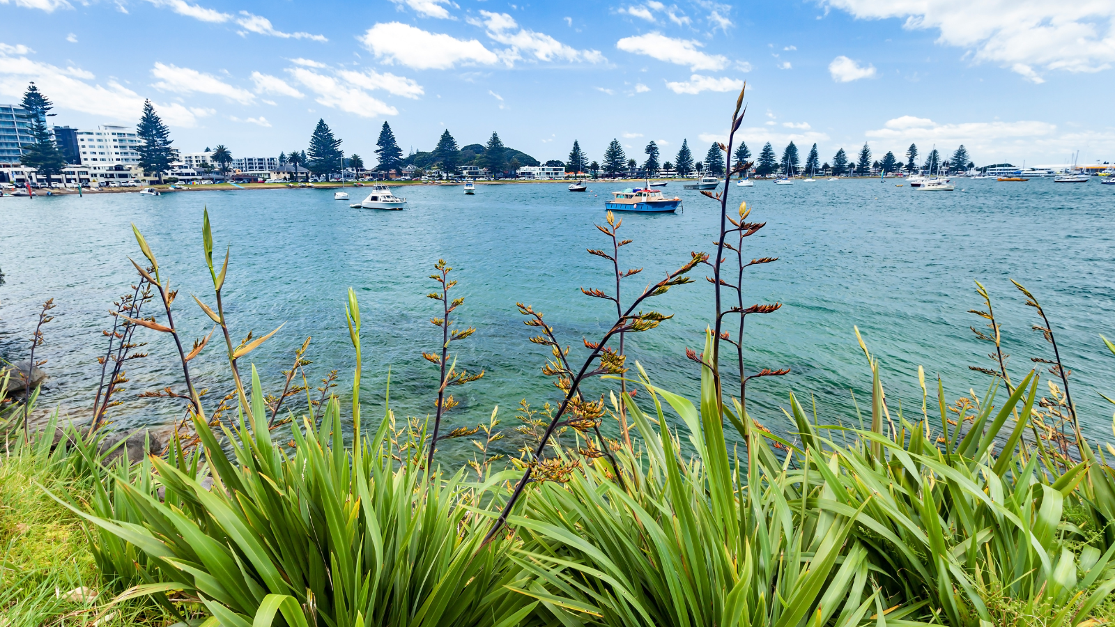 View of Pilot Bay, Tauranga