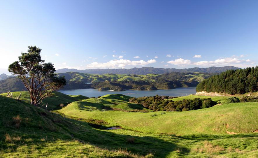 Green landscape in New Zealand