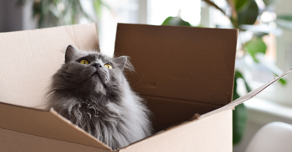 Purr-fect Moves: Top Tips for Relocating with Feline Friends