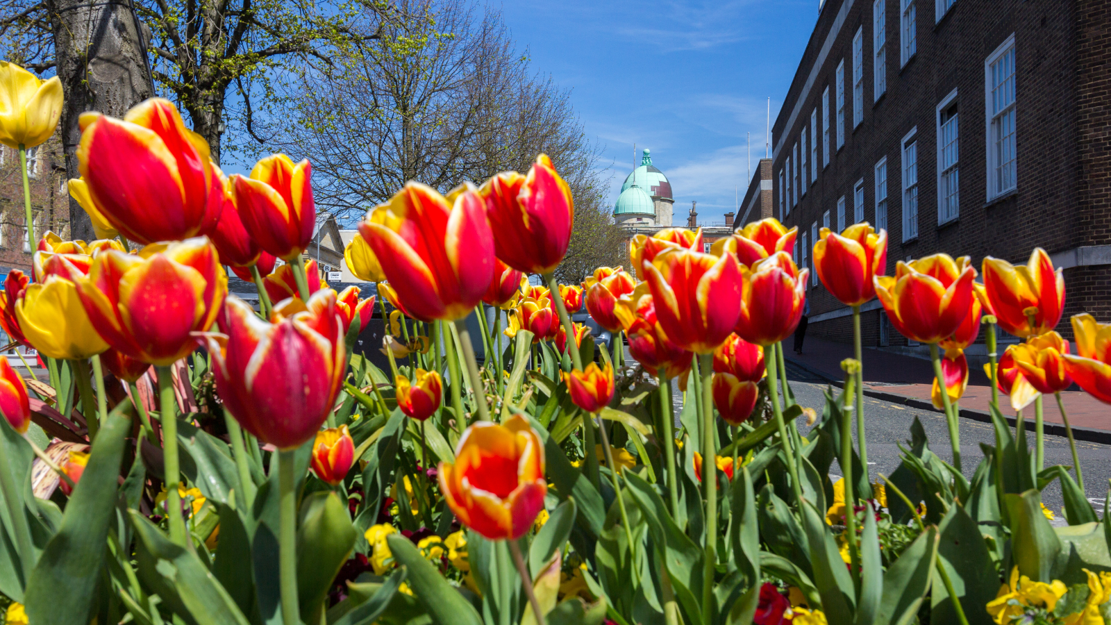 Tulips blooming in Tunbridge Wells.